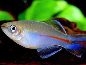 Фото Платаплохилус милтотениа