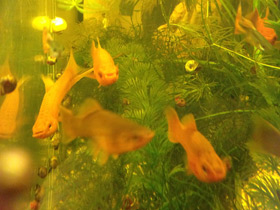 Смотреть фото Меченосец Фото Меченосец