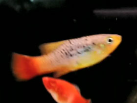 Смотреть фото Многоцветная пецилия Фото Многоцветная пецилия