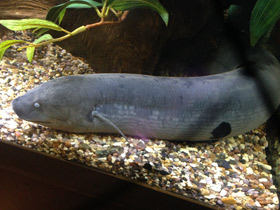 Смотреть фото Лепидосирен Фото Лепидосирен