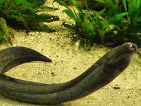 Смотреть фото Лепидосирен Фото Лепидосирен