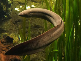 Смотреть фото Лепидосирен Фото Лепидосирен