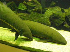 Смотреть фото Рогозуб Фото Рогозуб