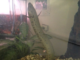 Смотреть фото Тёмный протоптер Фото Тёмный протоптер