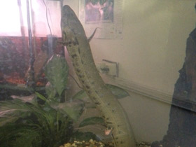 Смотреть фото Тёмный протоптер Фото Тёмный протоптер