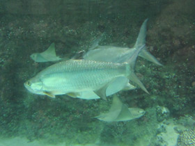 Смотреть фото Большеглазая сельдь Фото Большеглазая сельдь