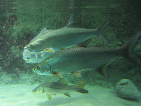 Смотреть фото Большеглазая сельдь Фото Большеглазая сельдь