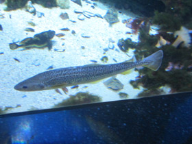 Фото Северная навага