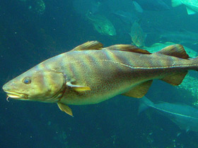 Фото Атлантическая треска