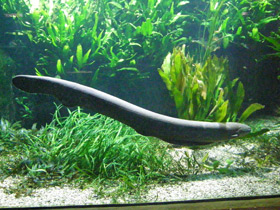 Смотреть фото Электрический угорь Фото Электрический угорь