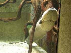 Смотреть фото Электрический угорь Фото Электрический угорь