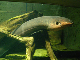 Смотреть фото Электрический угорь Фото Электрический угорь