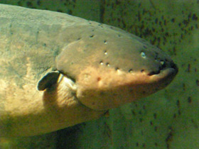 Смотреть фото Электрический угорь Фото Электрический угорь