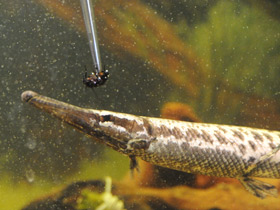 Смотреть фото Костные ганоиды Фото Костные ганоиды