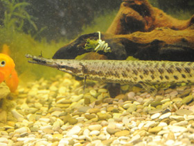 Смотреть фото Костные ганоиды Фото Костные ганоиды