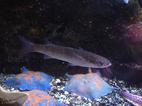 Смотреть фото Кефаль-сингиль Фото Кефаль-сингиль