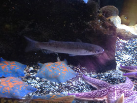 Смотреть фото Кефаль-сингиль Фото Кефаль-сингиль