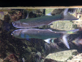 Смотреть фото Лобан Фото Лобан