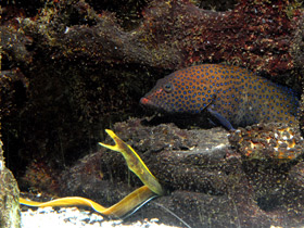 Смотреть фото Носатая мурена Фото Носатая мурена