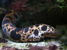 Фото Тигровая мурена