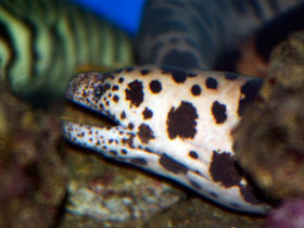 Фото Тигровая мурена