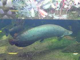 Смотреть фото Арапаима Фото Арапаима
