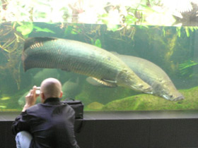 Смотреть фото Арапаима Фото Арапаима