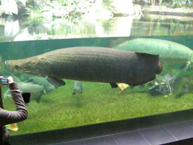 Смотреть фото Арапаима Фото Арапаима