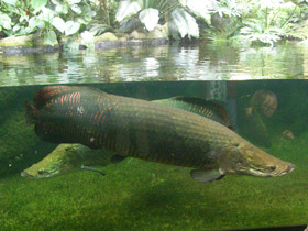 Смотреть фото Арапаима Фото Арапаима