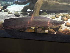 Смотреть фото Арапаима Фото Арапаима