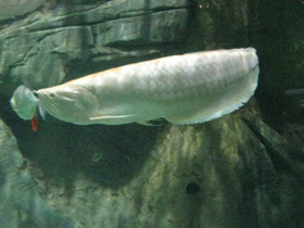 Смотреть фото Аравана Фото Аравана