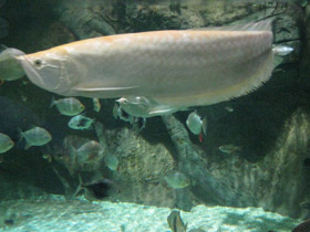 Смотреть фото Аравана Фото Аравана