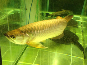 Смотреть фото Чёрная аравана Фото Чёрная аравана