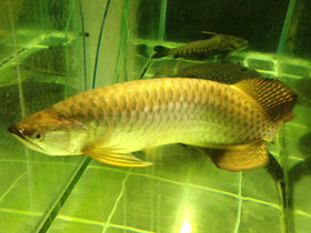 Смотреть фото Чёрная аравана Фото Чёрная аравана