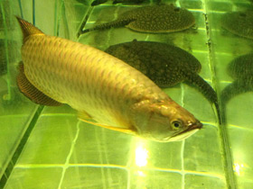 Смотреть фото Чёрная аравана Фото Чёрная аравана