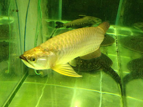 Смотреть фото Чёрная аравана Фото Чёрная аравана