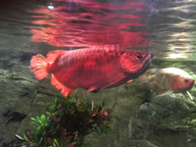 Смотреть фото Золотая аравана Фото Золотая аравана