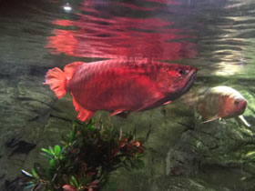 Смотреть фото Золотая аравана Фото Золотая аравана