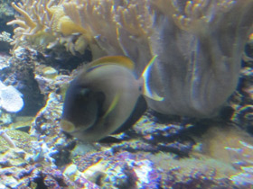 Смотреть фото Гавайский хирург Фото Гавайский хирург