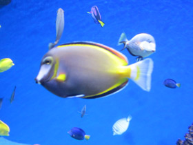 Фото Японский, или бронзовый хирург