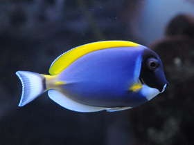 Фото Белогорлый хирург