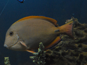 Фото Черно-серый хирург