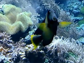 Смотреть фото Шоколадный хирург Фото Шоколадный хирург