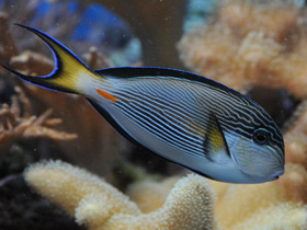 Фото Арабский хирург