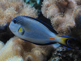 Фото Арабский хирург