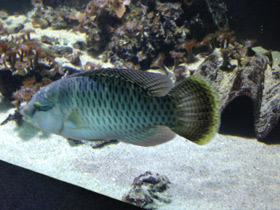 Фото Полосатый хирург-ктенохет