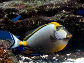 Фото Оранжевошипастый единорог