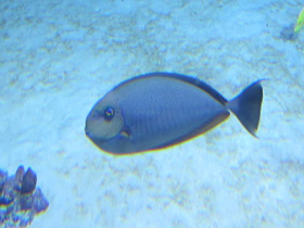 Смотреть фото Синешипая рыба-носорог Фото Синешипая рыба-носорог