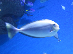 Смотреть фото Синешипая рыба-носорог Фото Синешипая рыба-носорог