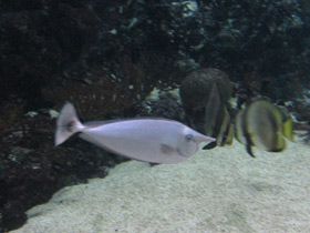 Смотреть фото Синешипая рыба-носорог Фото Синешипая рыба-носорог